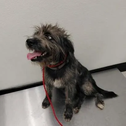 An adult medium-sized female Gray / Blue / Silver Schnauzer dog named Whitney for adoption in Bastrop, TX