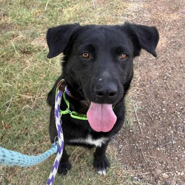 A young medium-sized female Labrador Retriever dog named Doreen for adoption in Tucson, AZ