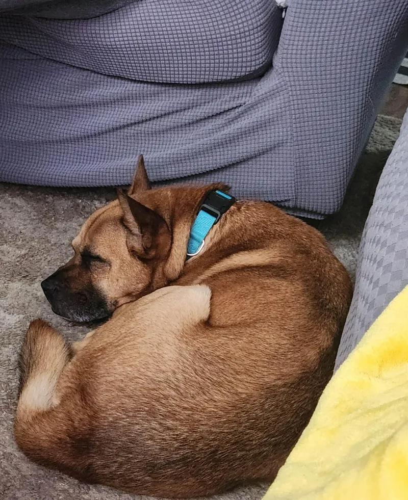An adult medium-sized male Yellow / Tan / Blond / Fawn German Shepherd Dog dog named Norman for adoption in Derby, NY