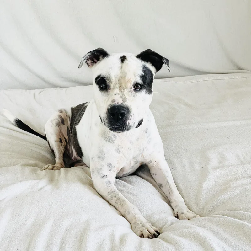 An adult large-sized female American Bulldog dog named Perfect Pinta for adoption in Burlington, NC