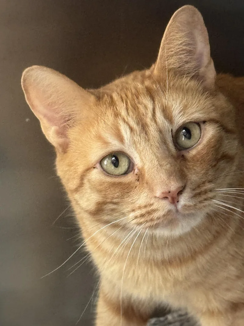 An adult medium-sized male Tabby (Orange / Red) Domestic Short Hair cat named Blaze for adoption in Sonora, CA