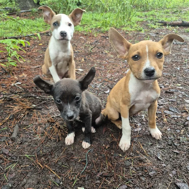 A baby small-sized male Tricolor (Brown, Black, & White) Jack Russell Terrier dog named Spot for adoption in Mobile , AL