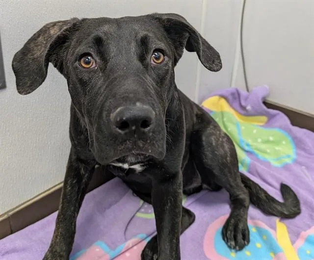 A young medium-sized female Cane Corso dog named Hetty for adoption in Tucson, AZ