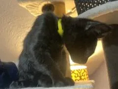A baby medium-sized female Black Domestic Short Hair cat named Ruby for adoption in Springfield, OR