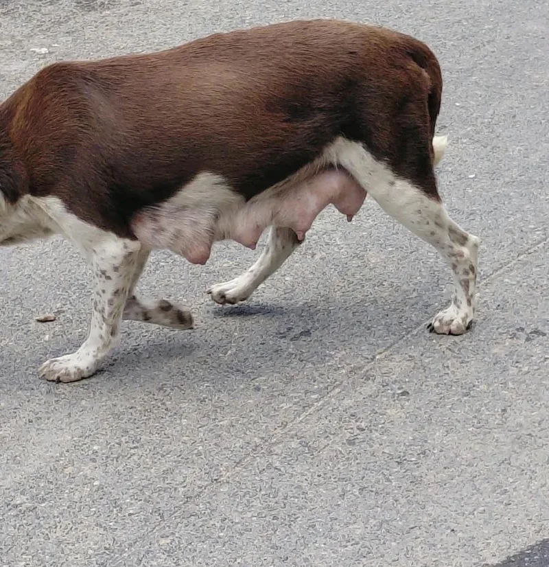 A young medium-sized female German Shorthaired Pointer dog named Mossa for adoption in St. Petersburg, FL