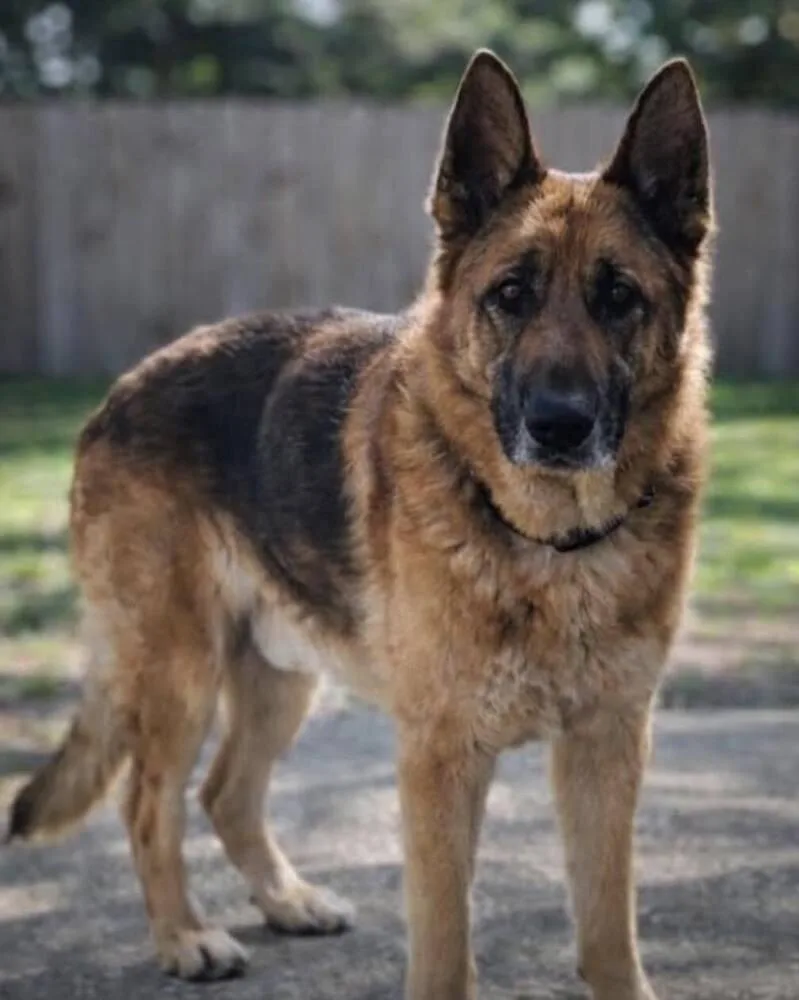 An adult medium-sized male Tricolor (Brown, Black, & White) German Shepherd Dog dog named Bear . for adoption in Milton, FL