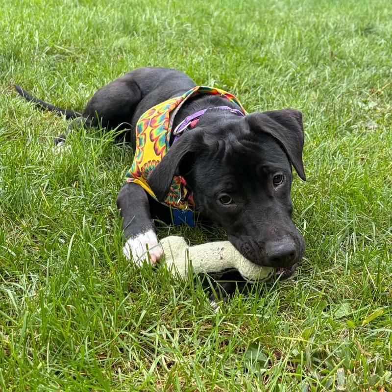 A young medium-sized male Black Labrador Retriever dog named Hi Keso for adoption in Blue Bell, PA