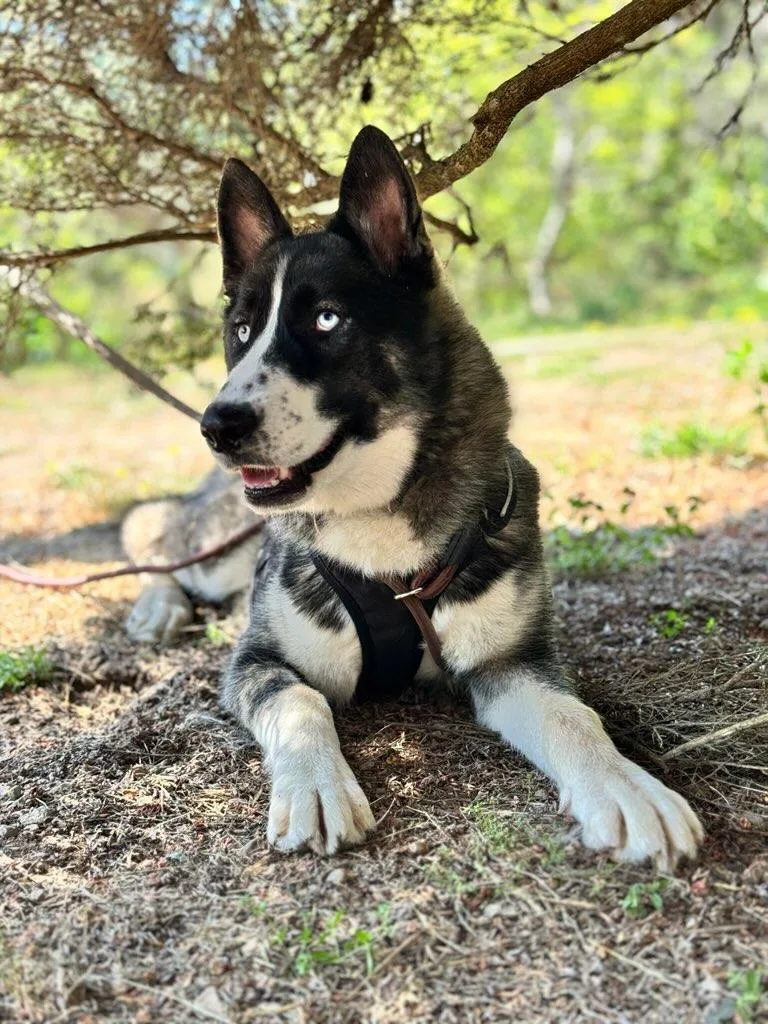 A young medium-sized male Tricolor (Brown, Black, & White) Husky dog named River for adoption in Gualala, CA