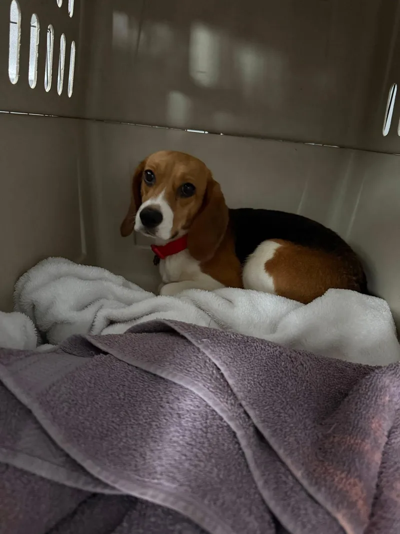 A young small-sized female Beagle dog named Molly for adoption in Little Chute, WI