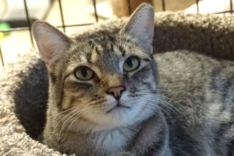 Violetta thumbnail 3