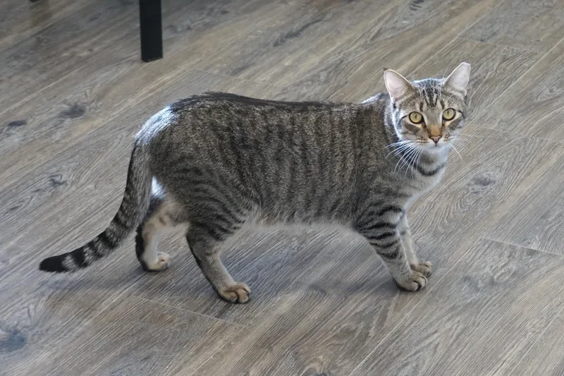 Violetta thumbnail 4