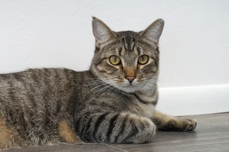 Violetta thumbnail 6