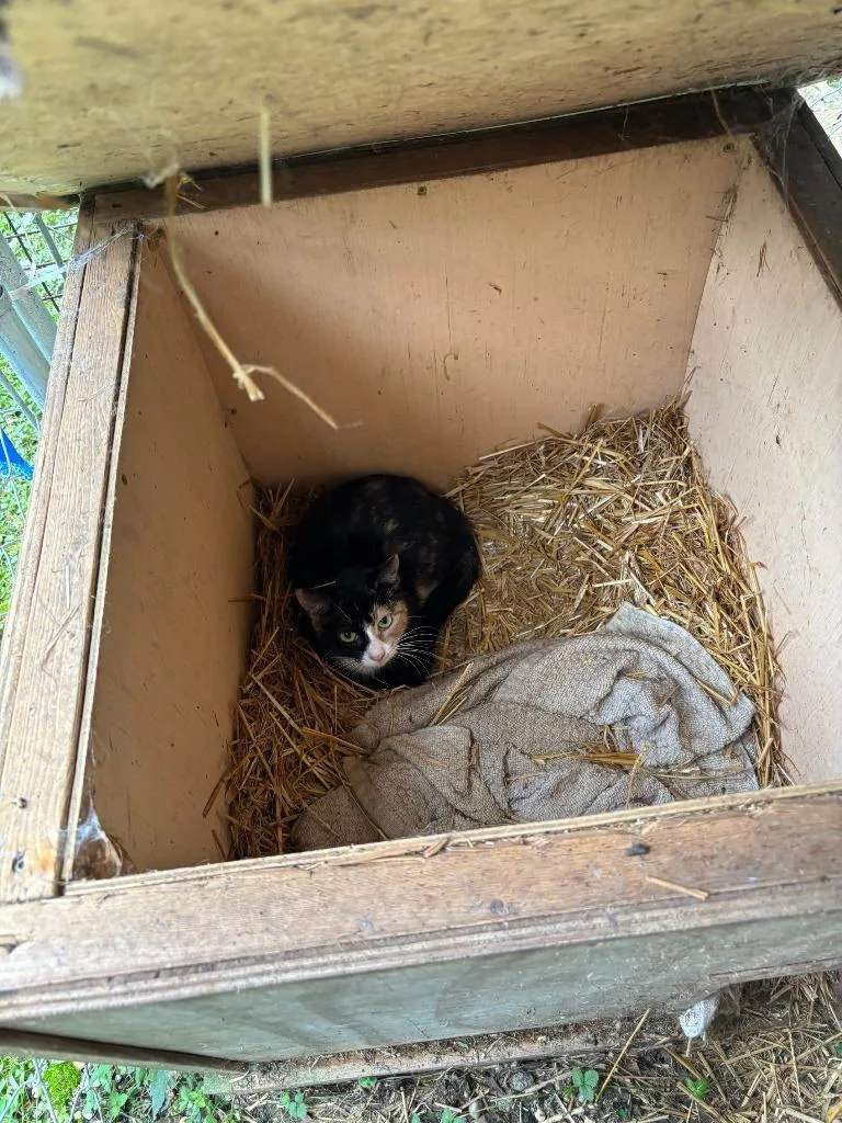 A young medium-sized female Domestic Short Hair cat named Little Debbie for adoption in Cambridge, MD