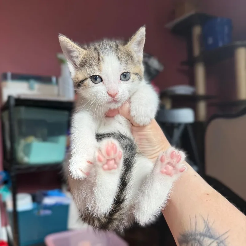 A baby small-sized female Domestic Short Hair cat named Petal for adoption in Granville, OH