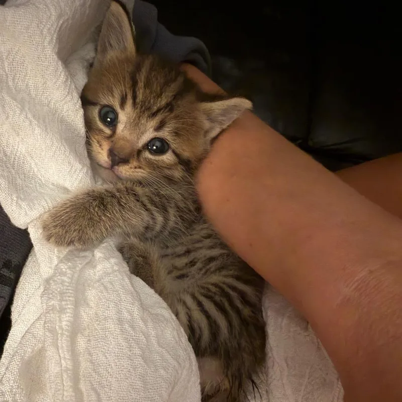 A baby small-sized female Domestic Medium Hair cat named Unicorn Macarena for adoption in Evansville, IN