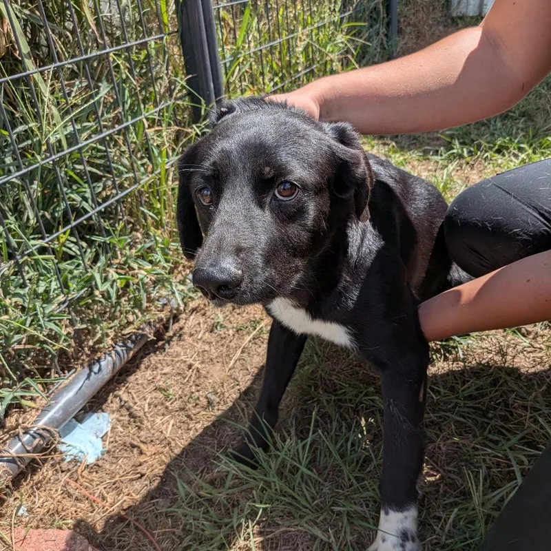 An adult medium-sized female Black Flat-Coated Retriever dog named Sydney for adoption in Anderson, TX