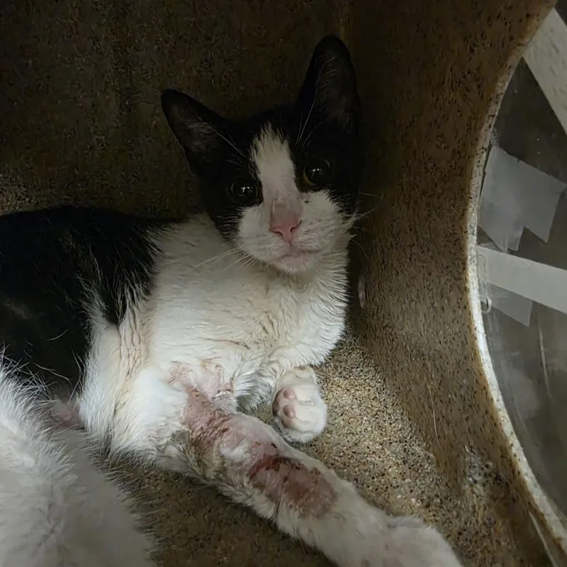 A young small-sized female Black Domestic Short Hair cat named Bells for adoption in Philadelphia, PA