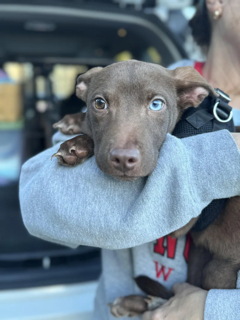 A young small-sized female Mixed Breed dog named Thelma for adoption in Holly Springs, NC