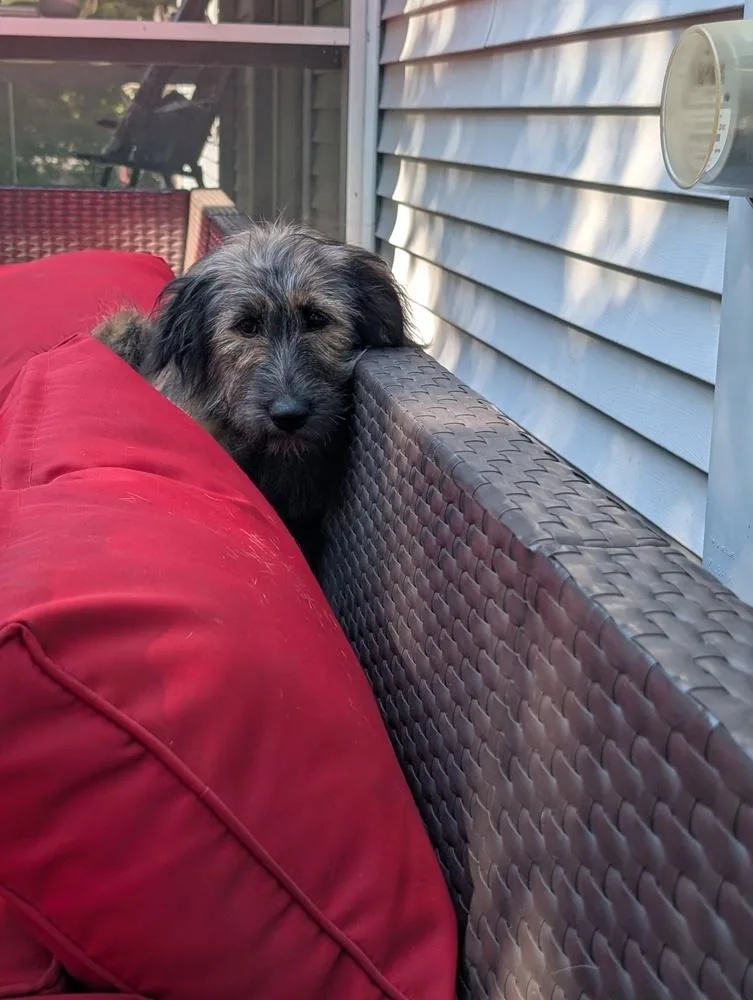 A baby large-sized female German Shepherd Dog dog named Historia for adoption in Waunakee, WI