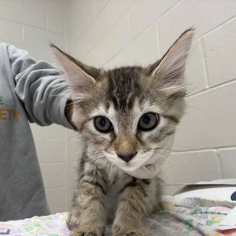 A baby small-sized female Torbie Domestic Short Hair cat named Legolas for adoption in Jacksonville, FL
