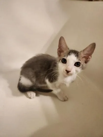 A baby medium-sized male Domestic Short Hair cat named Superman Louisville for adoption in Savannah, GA