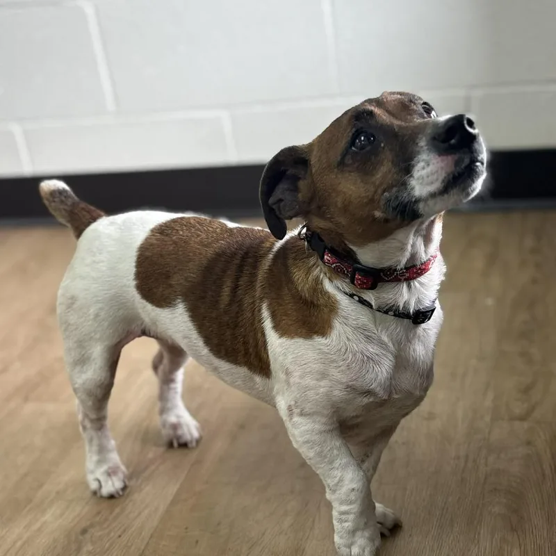 A senior small-sized female White / Cream Jack Russell Terrier dog named "gypsy" for adoption in Lyndhurst, VA