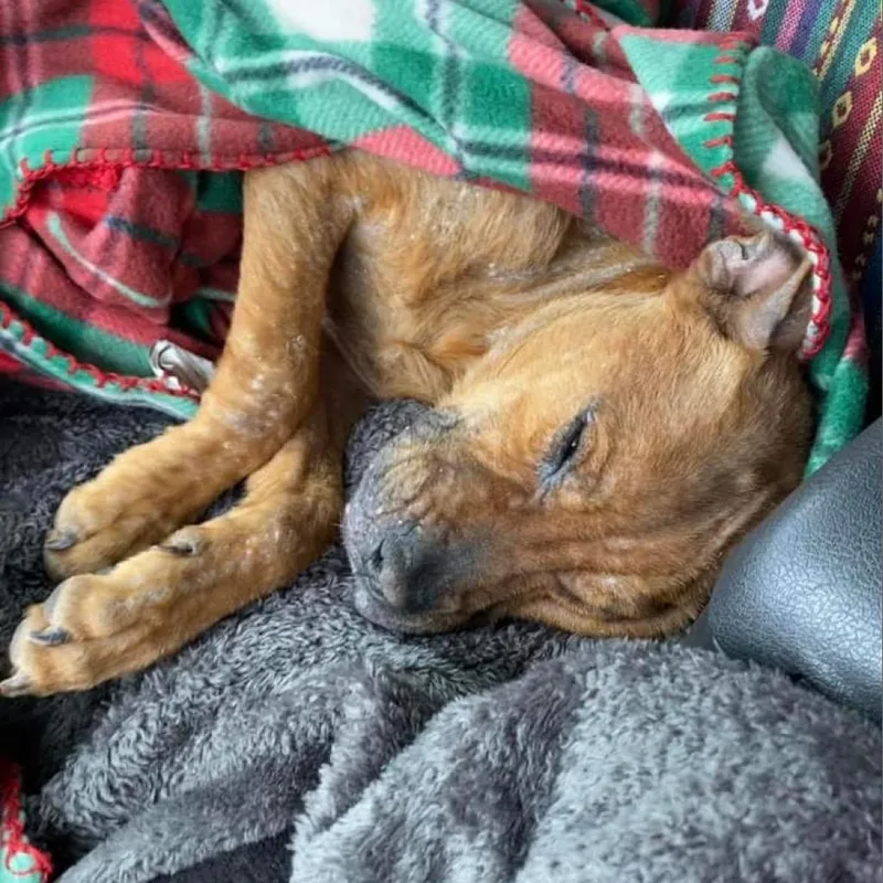 An adult medium-sized female Yellow / Tan / Blond / Fawn Pit Bull Terrier dog named Capezio for adoption in Wichita, KS