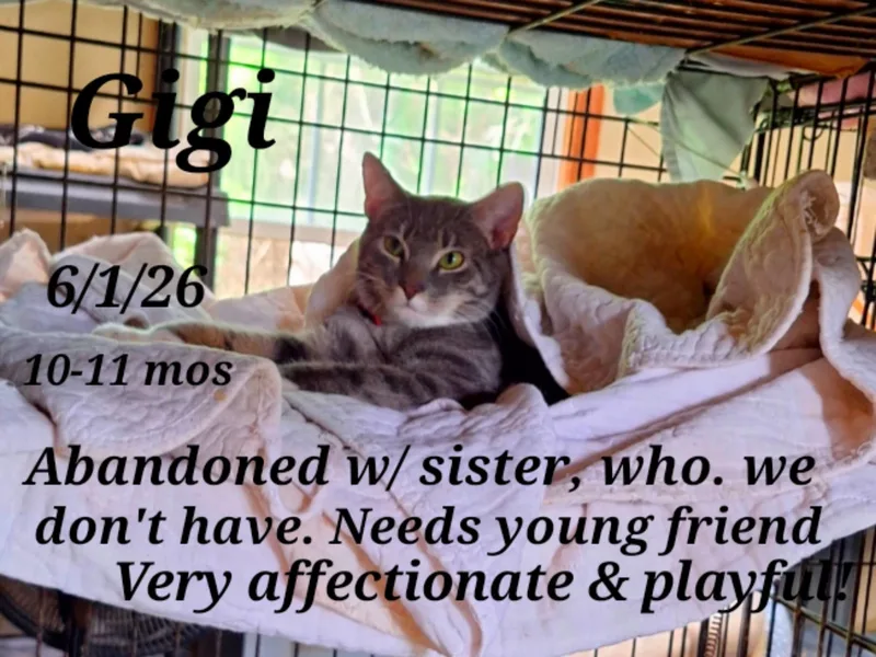 A young medium-sized female Brown / Chocolate Tabby cat named Gigi for adoption in Staunton, VA