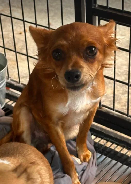 A young small-sized male Chihuahua dog named Rocky Red in TX for adoption in Cranston, RI