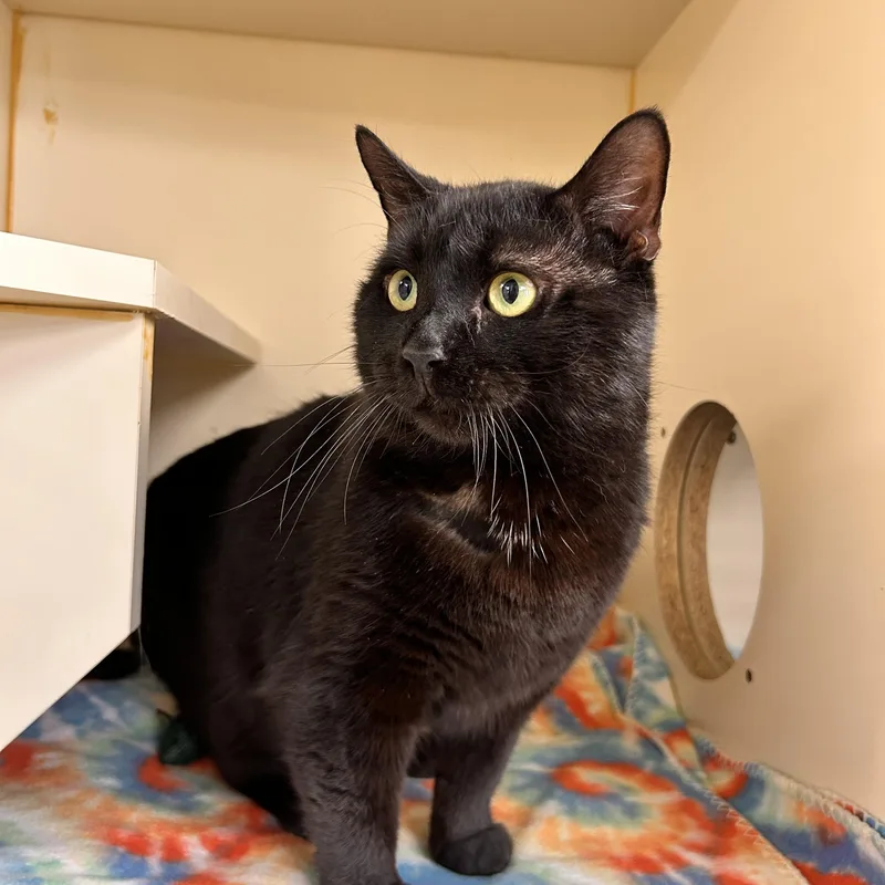 Garbanzo thumbnail 2