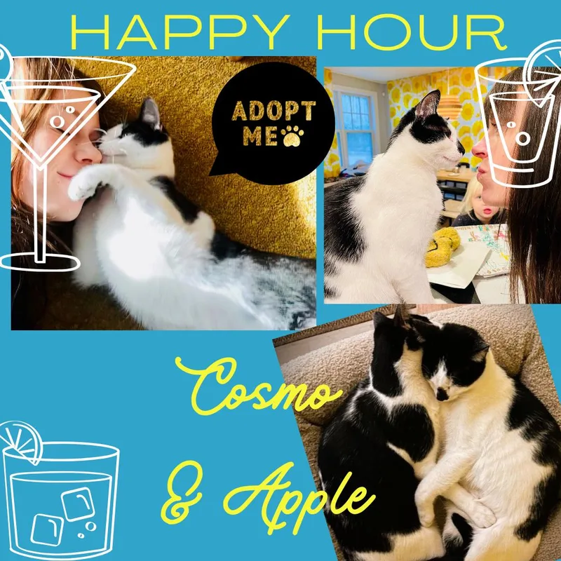 Cosmo & Apple thumbnail 2