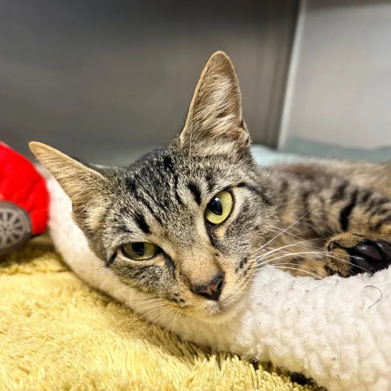 A young medium-sized female Brown / Chocolate Domestic Short Hair cat named Marge for adoption in West Palm Beach, FL