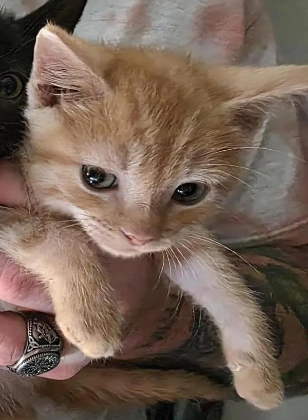 A baby medium-sized male Domestic Short Hair cat named Cayde for adoption in Escondido, CA
