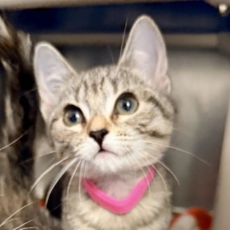 A baby small-sized female Brown / Chocolate Domestic Short Hair cat named Claudia for adoption in Palm Springs, CA