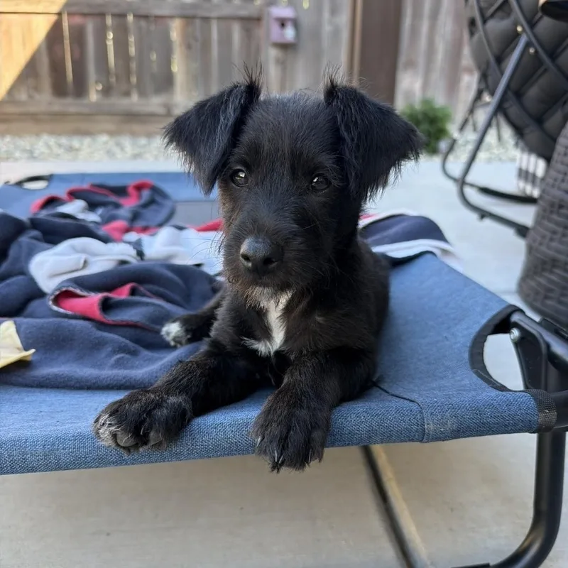 A baby small-sized male Poodle dog named Archie for adoption in Brentwood, CA