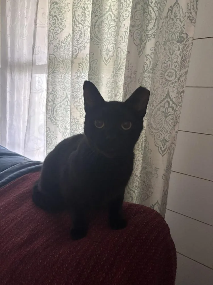 A young small-sized male Black Domestic Short Hair cat named Jasper for adoption in Wilson, NC