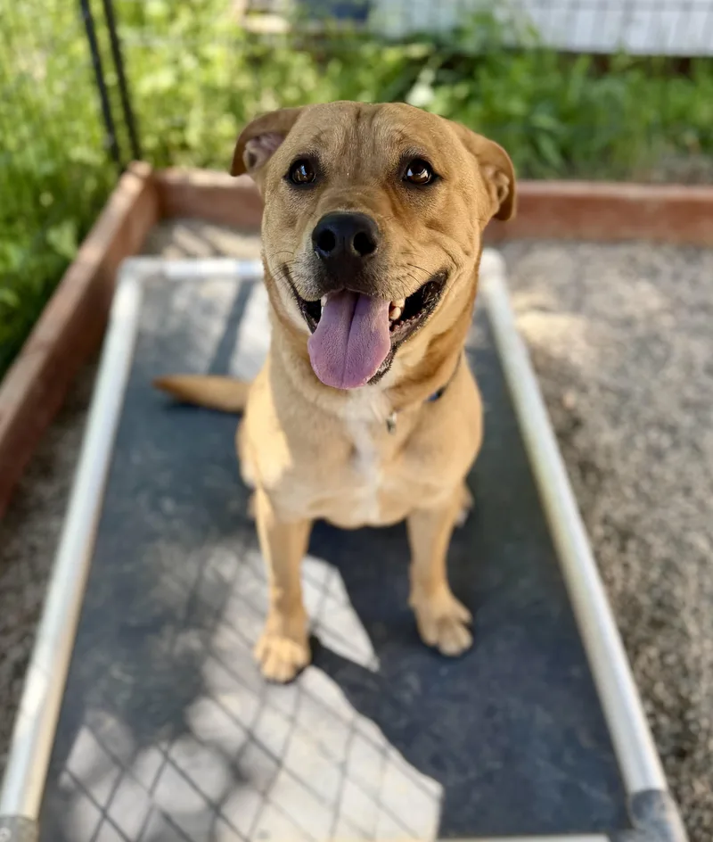 A young medium-sized male Yellow / Tan / Blond / Fawn Cattle Dog dog named Joey for adoption in Sonora, CA