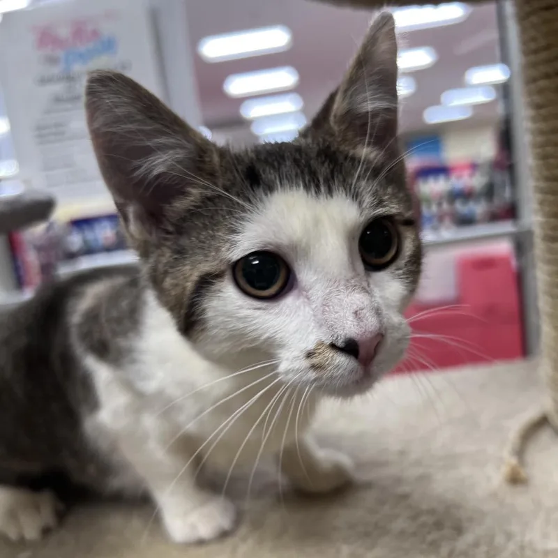 A baby small-sized female Tabby (Brown / Chocolate) Domestic Short Hair cat named Mary for adoption in Stoughton, WI