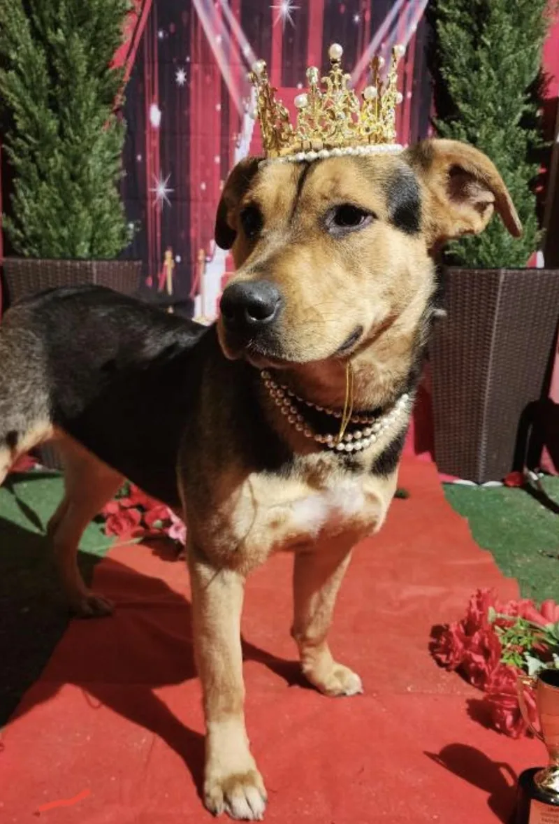 Kiwi Beautiful  Kind thumbnail 4