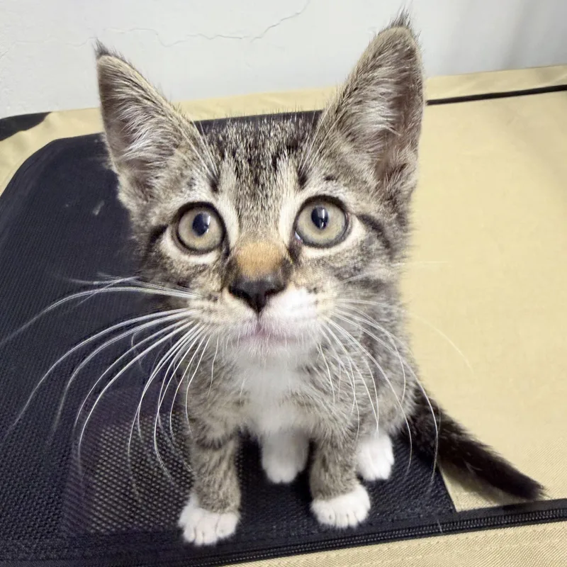 A baby medium-sized male American Shorthair cat named Crackie for adoption in Philadelphia, PA