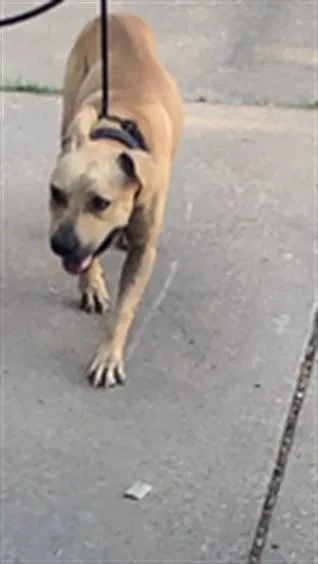 An adult large-sized male Pit Bull Terrier dog named King for adoption in Dallas, TX