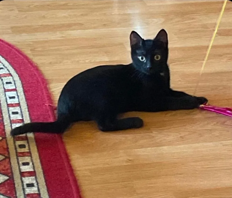 A young small-sized male Black Domestic Short Hair cat named Fred & Flash for adoption in WINLOCK, WA