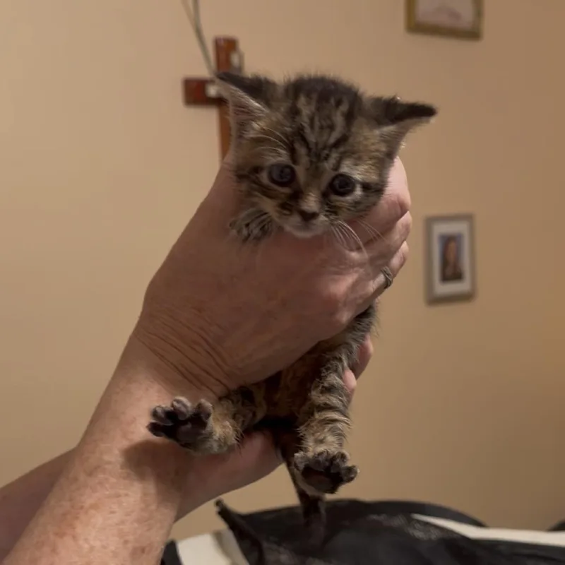 A baby small-sized female Brown / Chocolate Domestic Short Hair cat named Alexandrite for adoption in Silver Spring, MD