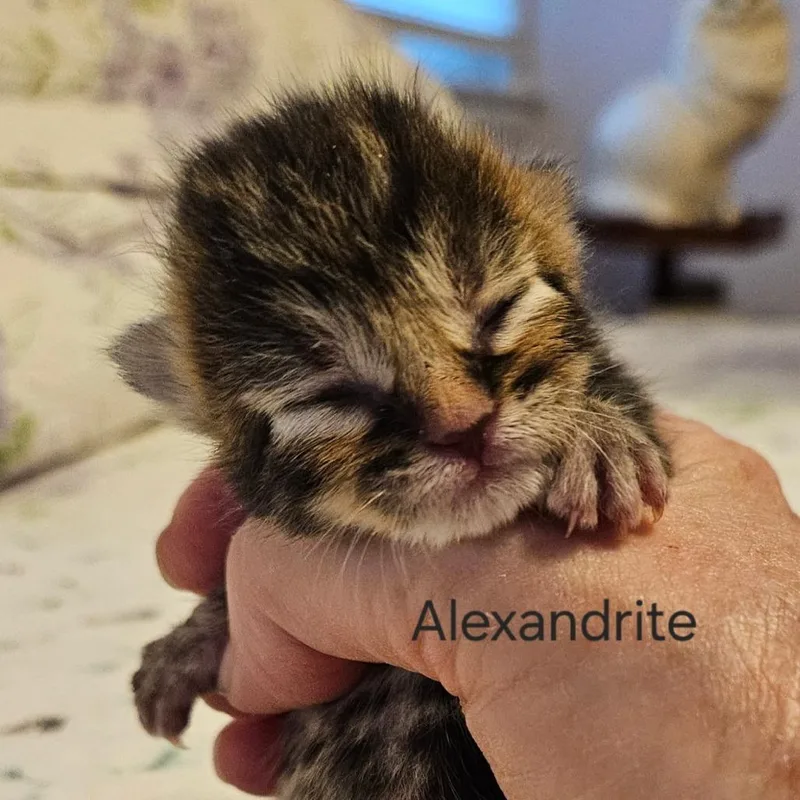 Alexandrite thumbnail 3