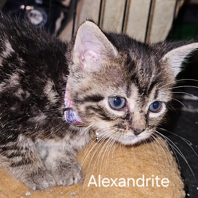 Alexandrite thumbnail 5
