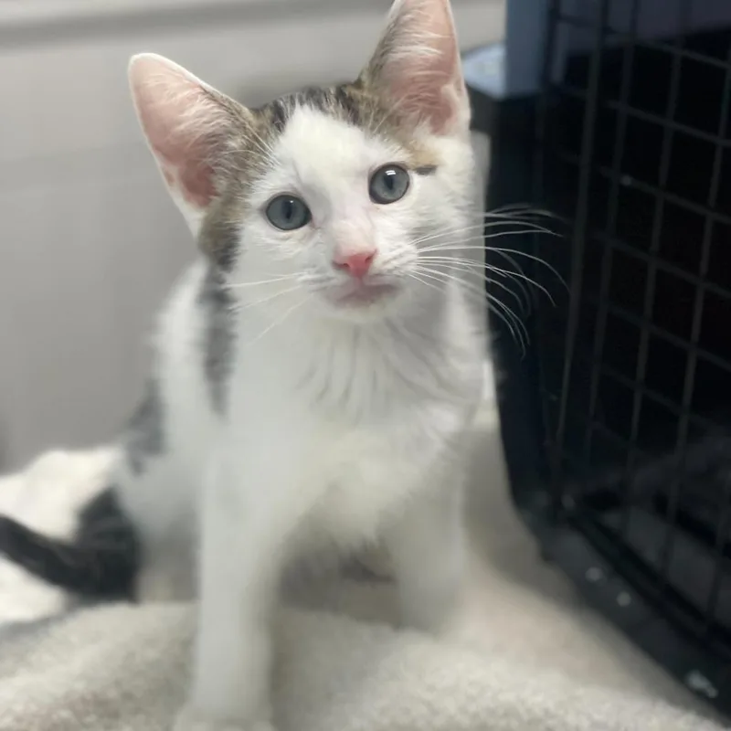 A baby small-sized male White Domestic Short Hair cat named Jupiter for adoption in Riverside, CA