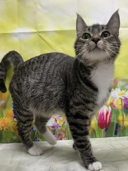 A young medium-sized female Domestic Short Hair cat named Mare for adoption in San Antonio, TX