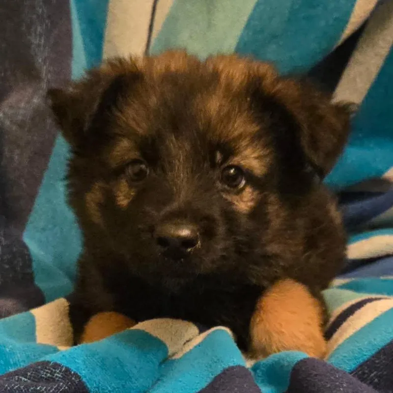 A baby large-sized female Black German Shepherd Dog dog named Layla for adoption in Floresville, TX