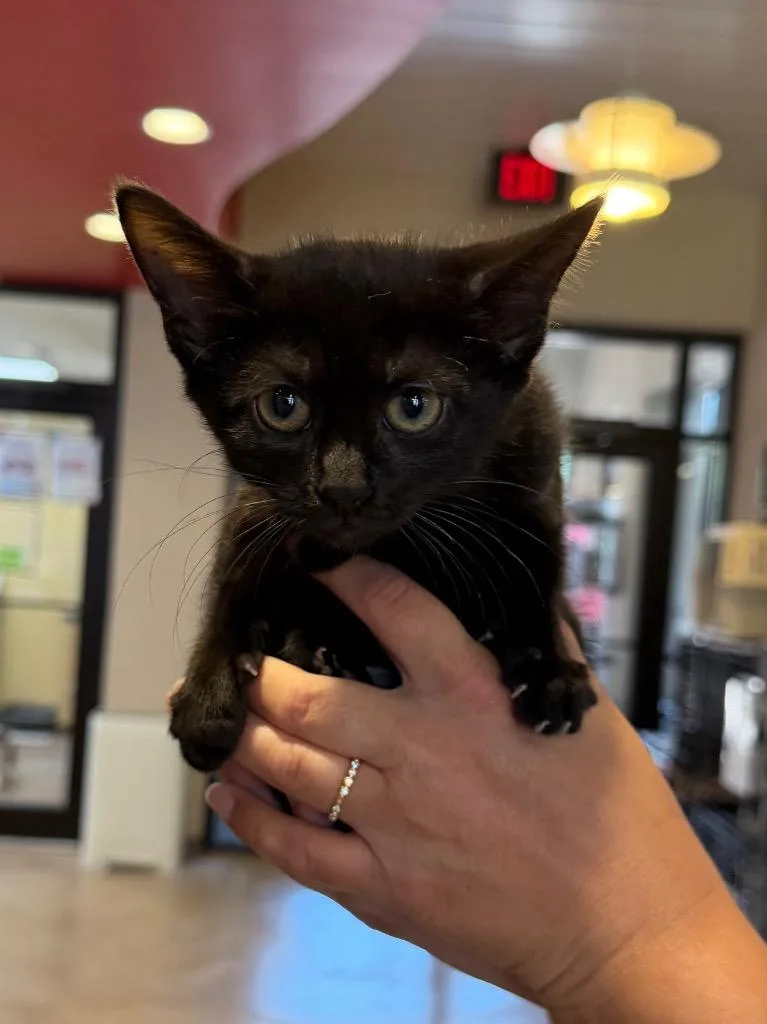 A baby medium-sized female Domestic Short Hair cat named Oboe for adoption in Cincinnati, OH