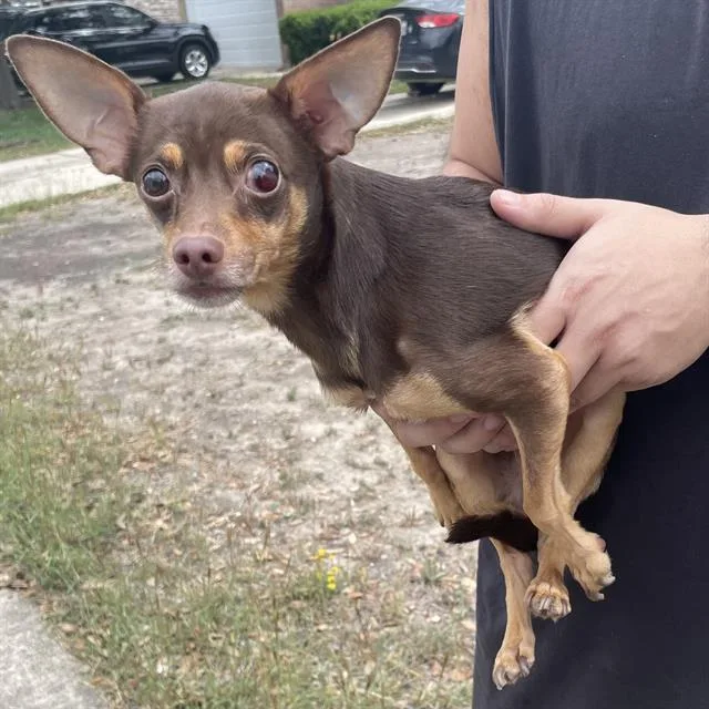 An adult small-sized male Chihuahua dog named Nacho for adoption in San Antonio, TX